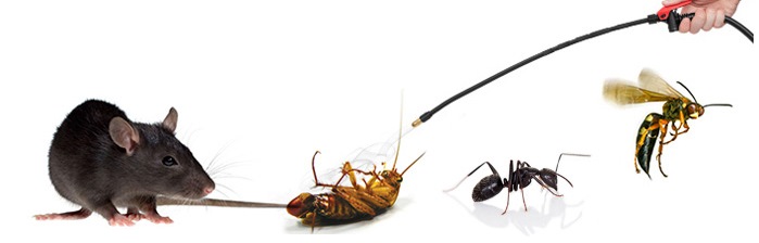 pests