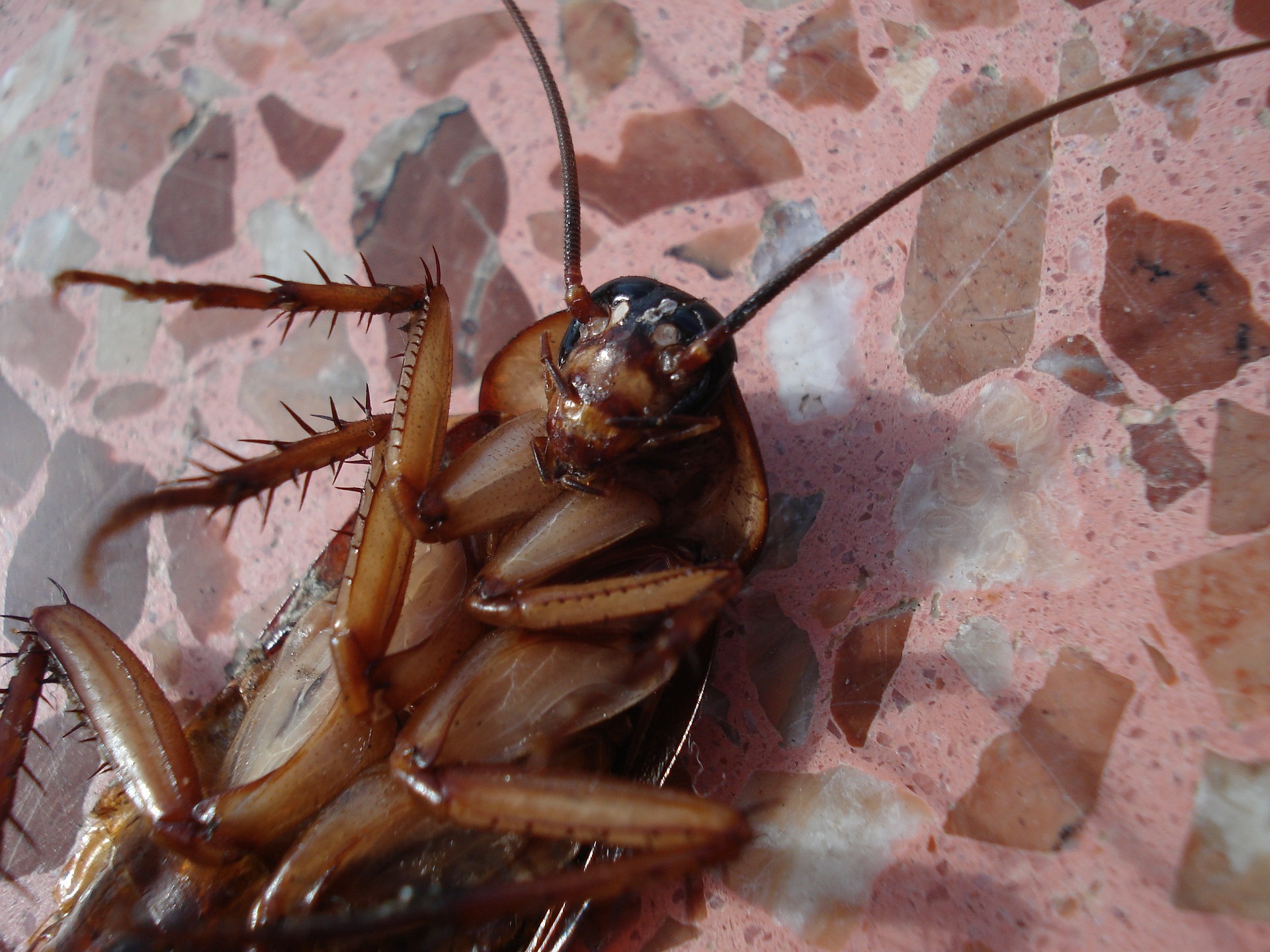 exterminated