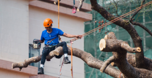 man on tree